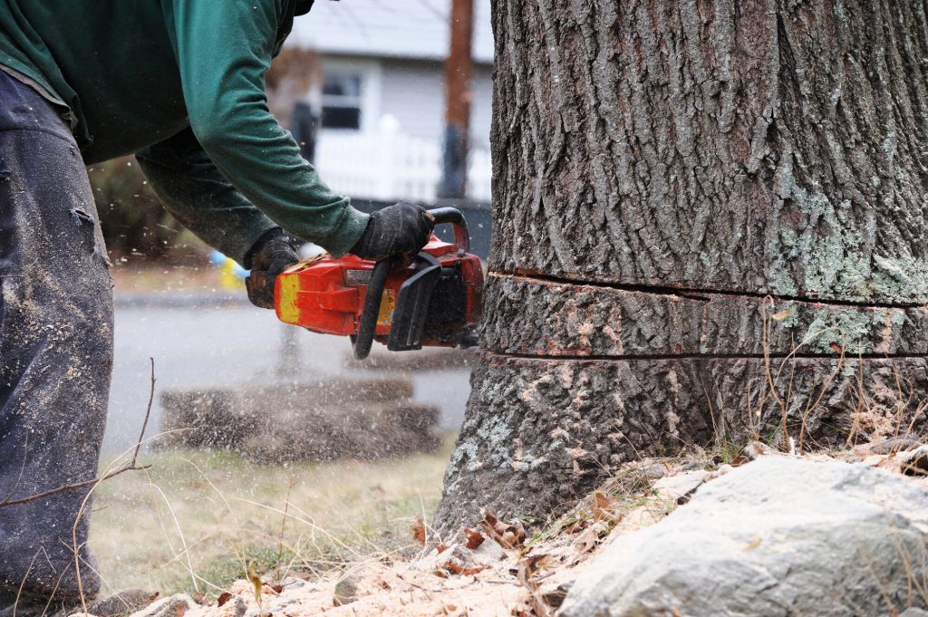 Your Guide to Comprehensive Tree Services in Toronto
