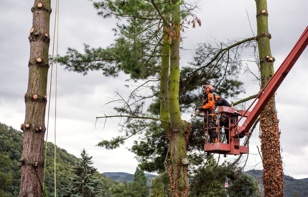 What to Look for in a Tree Removal Service in Tool, TX