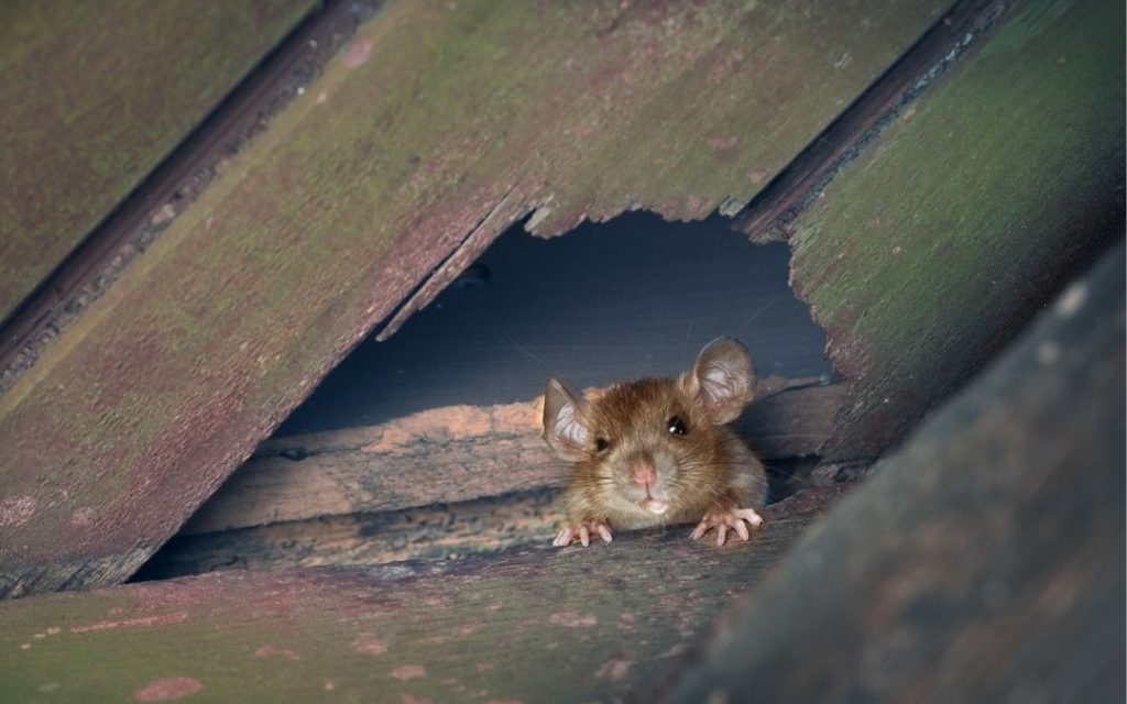 Should a Mouse Infestation Be Handled by Professional Exterminators? Mouse Infestation